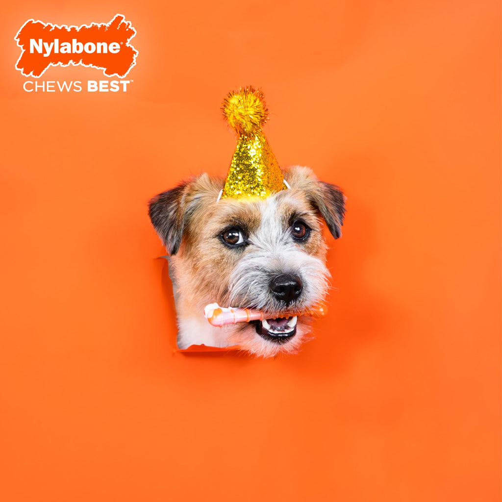 Nylabone Power Chew 70th Birthday Textured Bone Dog Toy, Dog Chew Toy, Chicken Flavor, Medium, 1 Count