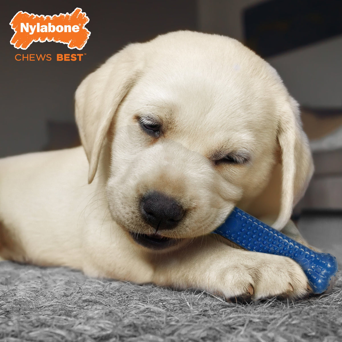 Nylabone Puppy Toys, Dog Teething Toys & Dog Treats, Variety Flavor, Small, 3 pack