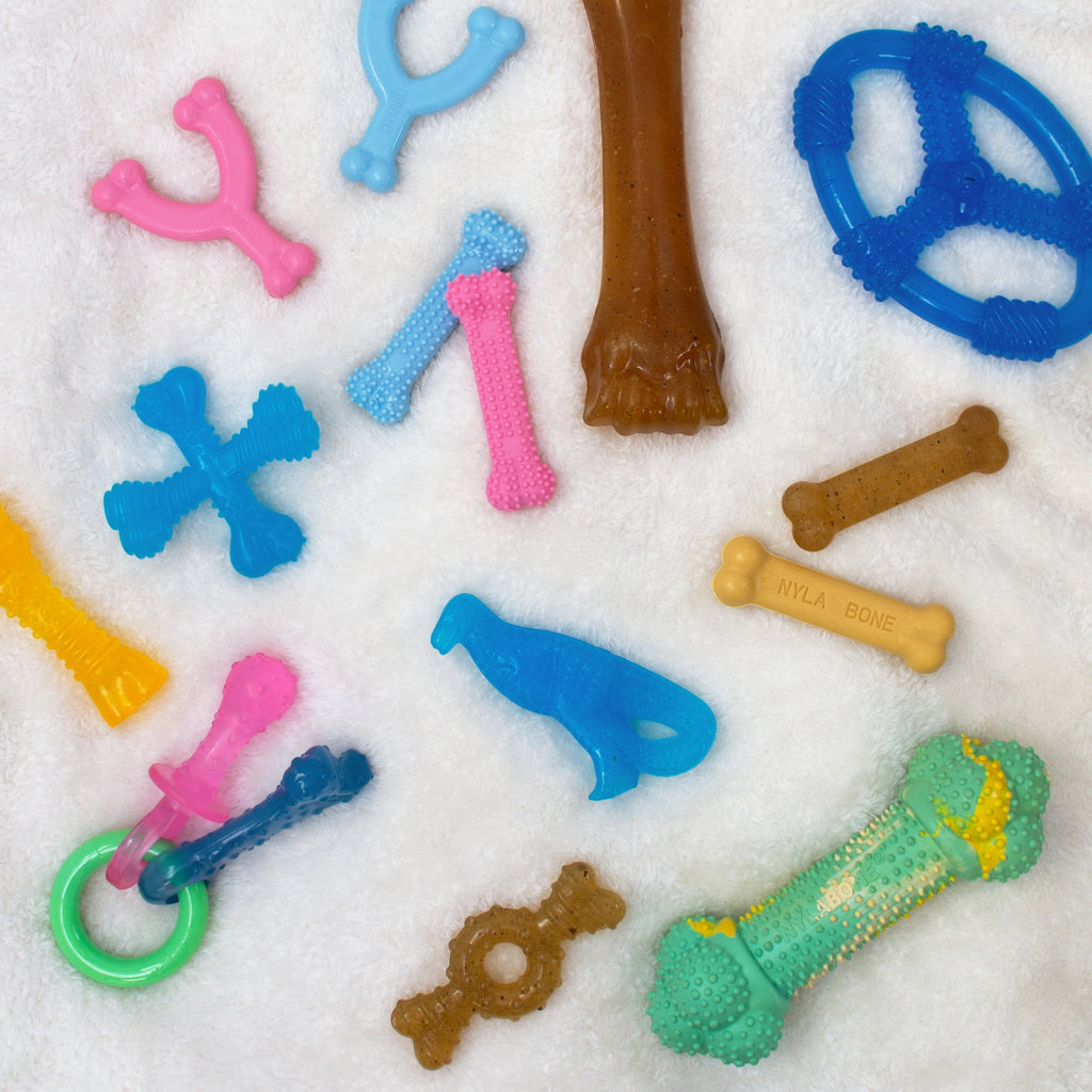 Nylabone Puppy Chew Ring Bone Dog Toy, Dog Chew Toy, Chicken Flavor, Medium, 1 Count