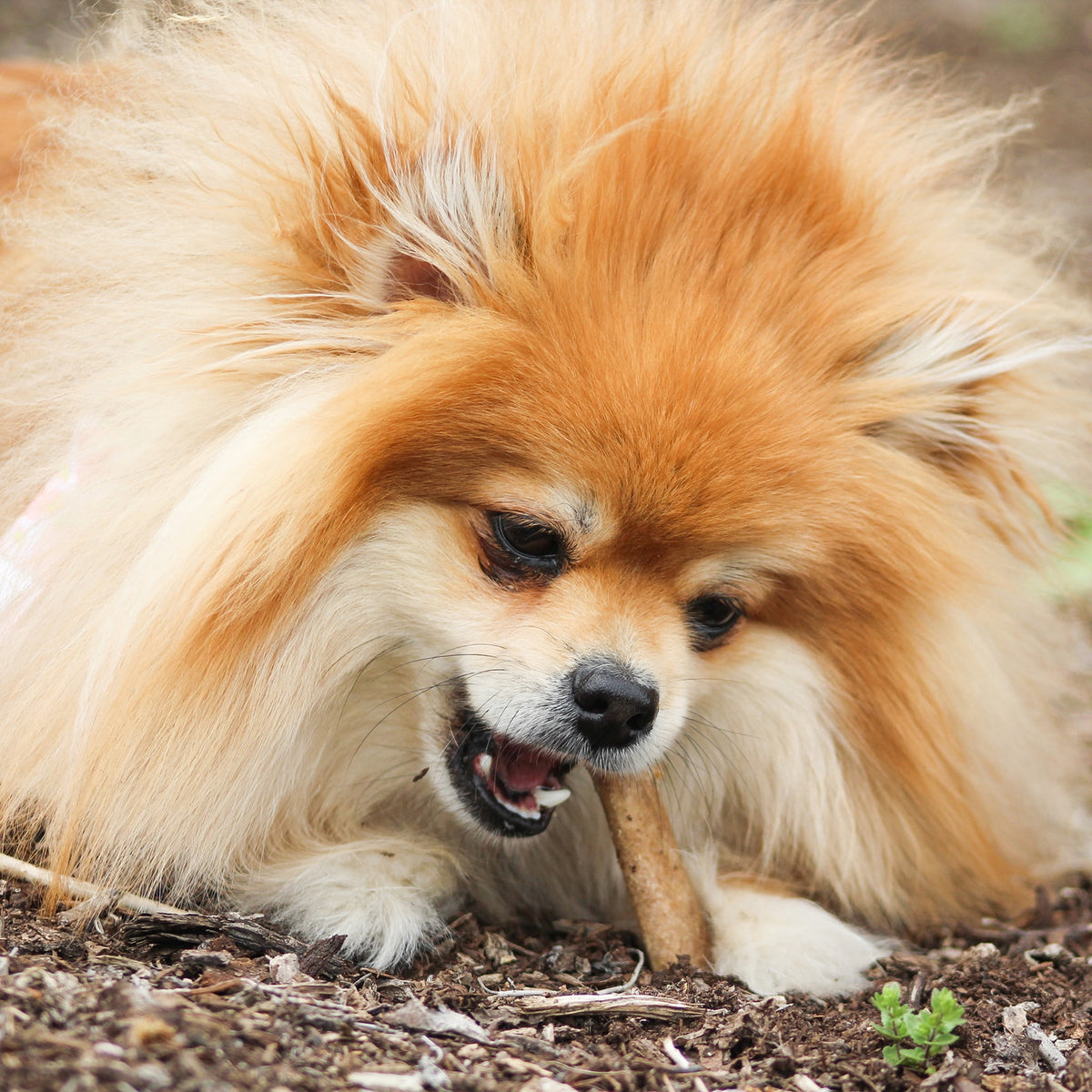 Nylabone Healthy Edibles Natural Dog Treats, Long Lasting Dog Bones, Bacon Flavor Dog Treats, For X-Small Dogs (8 Count)