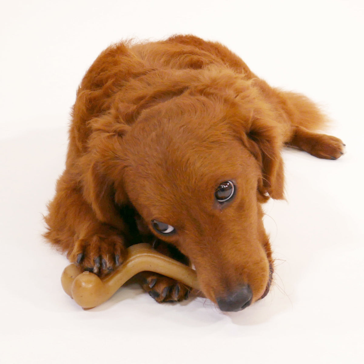 Nylabone Strong Chew Gourmet Style Wishbone Dog Toy, Dog Chew Toy, Chicken Flavor, Small, 1 Count