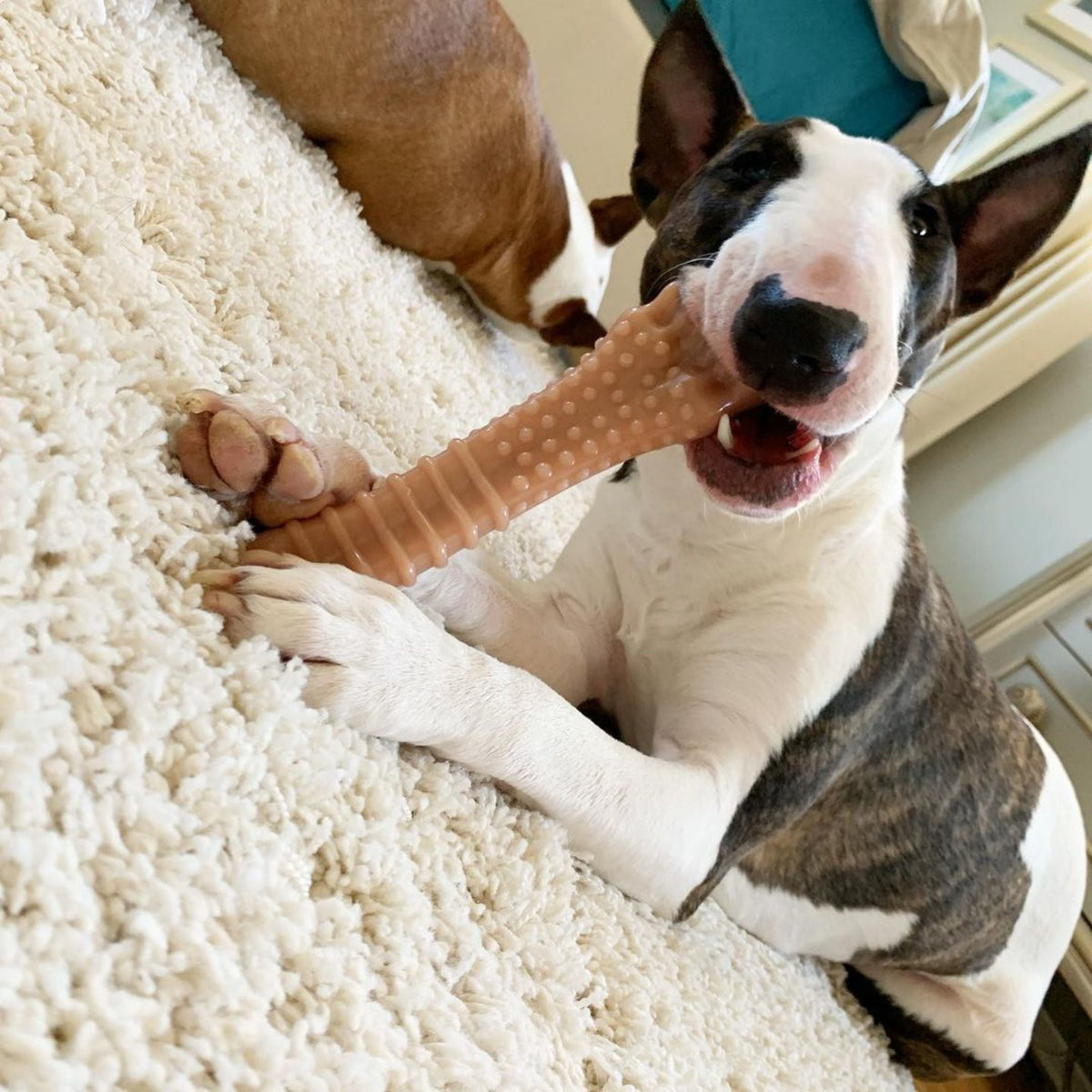 Nylabone Power Chew Textured Knuckle Bone Dog Toy, Dog Chew Toy, Chicken Flavor, X-Large, 1 Count