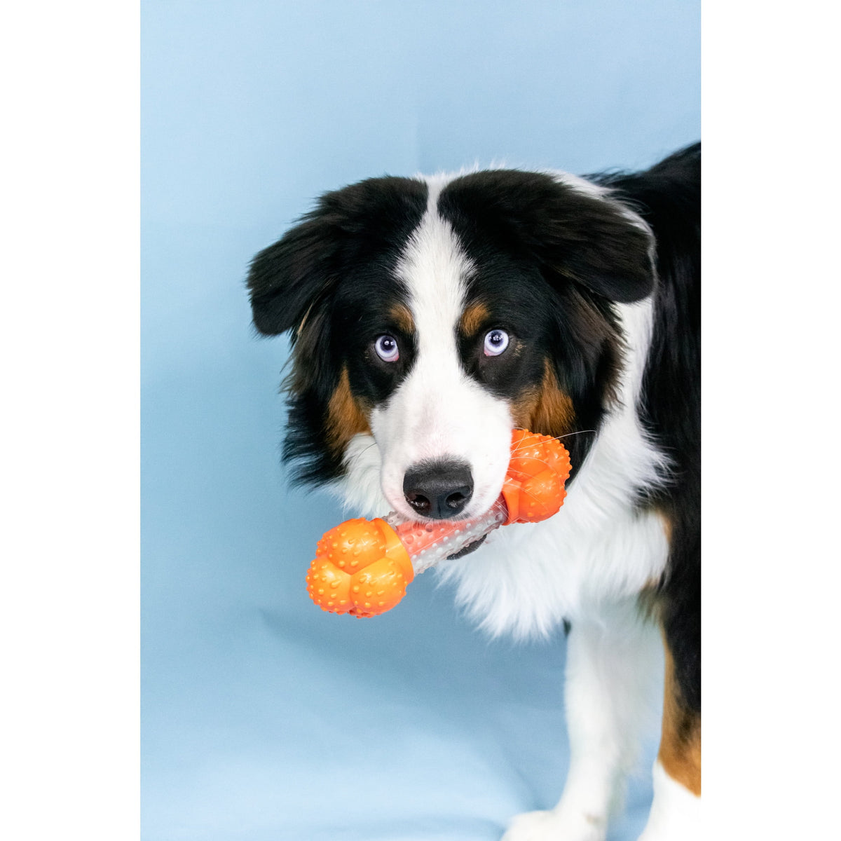Nylabone Sneaky Snacker Dog Treat Toy Bacon Orange Large (1 Count)