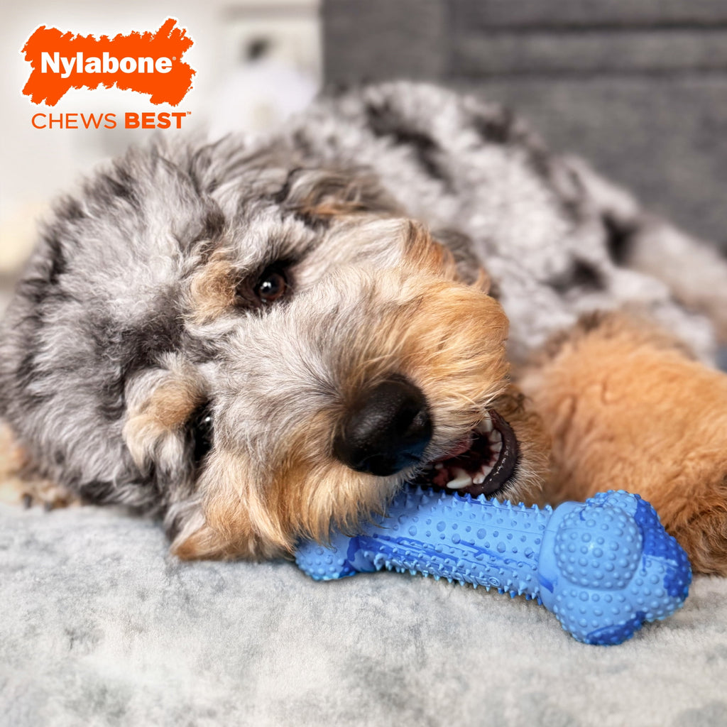Nylabone Strong Chew Double Action Bone Dog Toy, Rubber Dog Chew Toy, Peanut Butter Flavor, Large, 1 Count