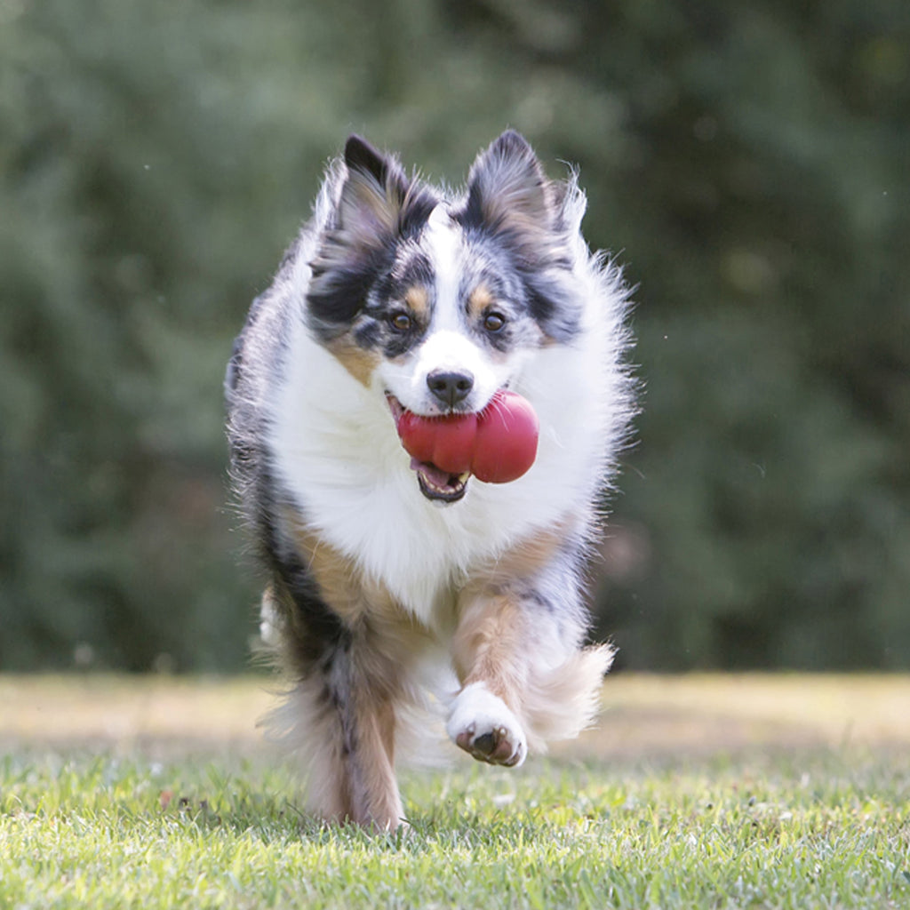 KONG® Classic Rubber Dog Toy for Average Chewers, Large, for Dogs Between 30-65 lbs