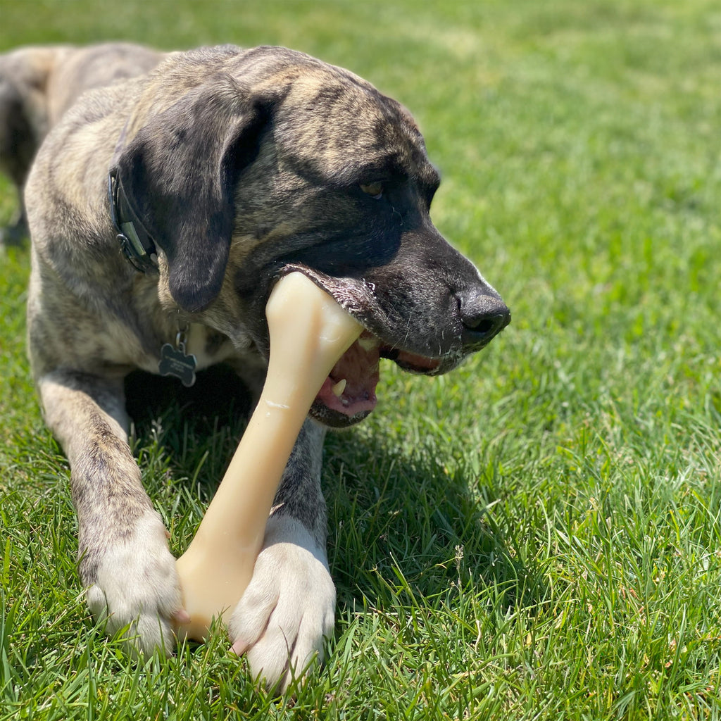 Nylabone Power Chew Butcher Bone Dog Toy, Dog Chew Toy, Chicken Flavor, XX-Large, 1 Count
