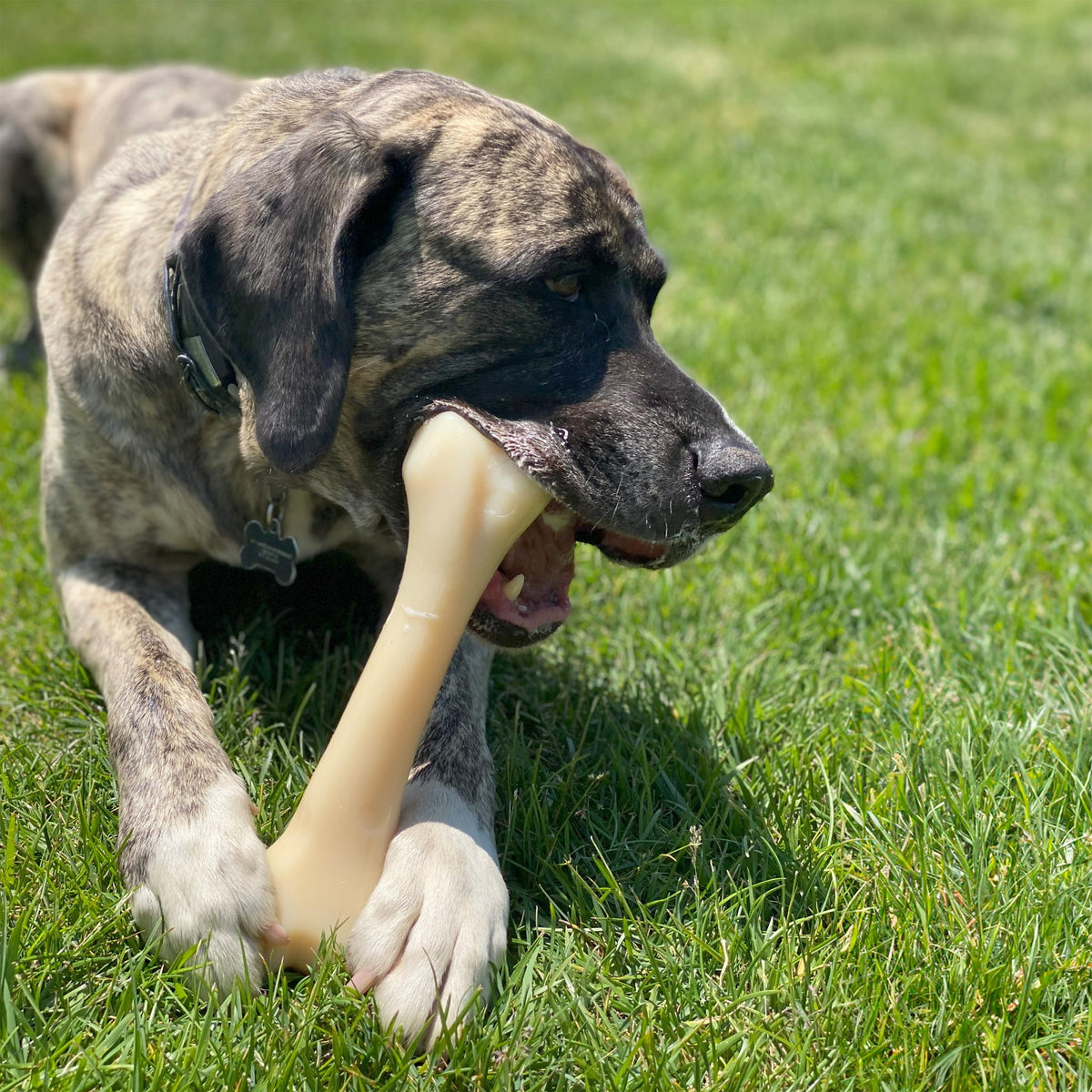 Nylabone Power Chew Butcher Bone Dog Toy, Dog Chew Toy, Chicken Flavor, XX-Large, 1 Count