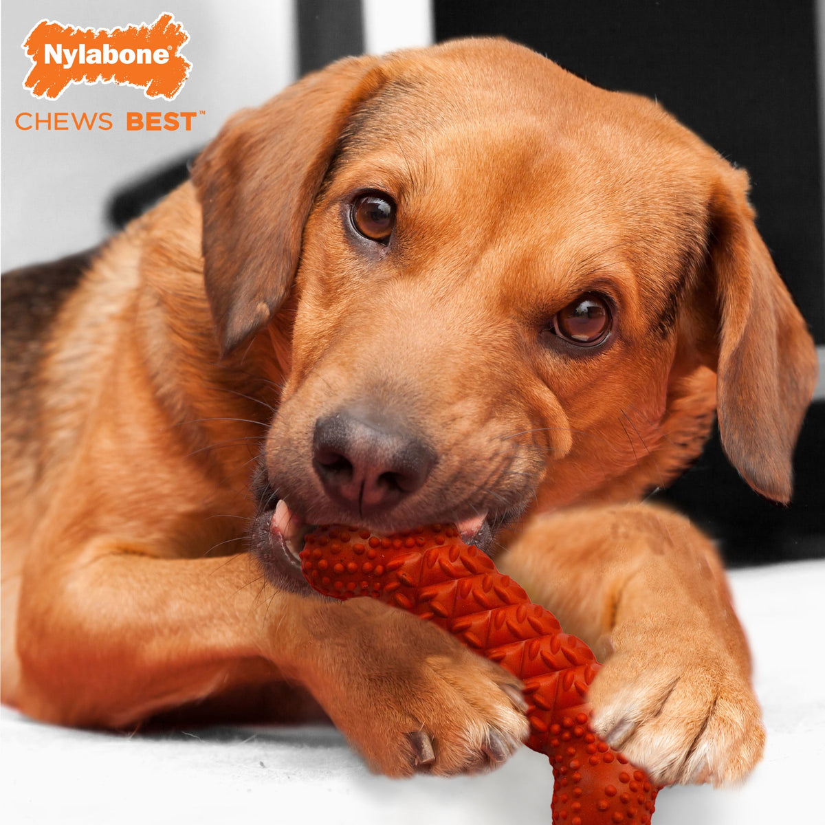 Nylabone Strong Chew Braid Bone Dog Toy, Dog Chew Toy, Vanilla Flavor, Medium, 1 Count