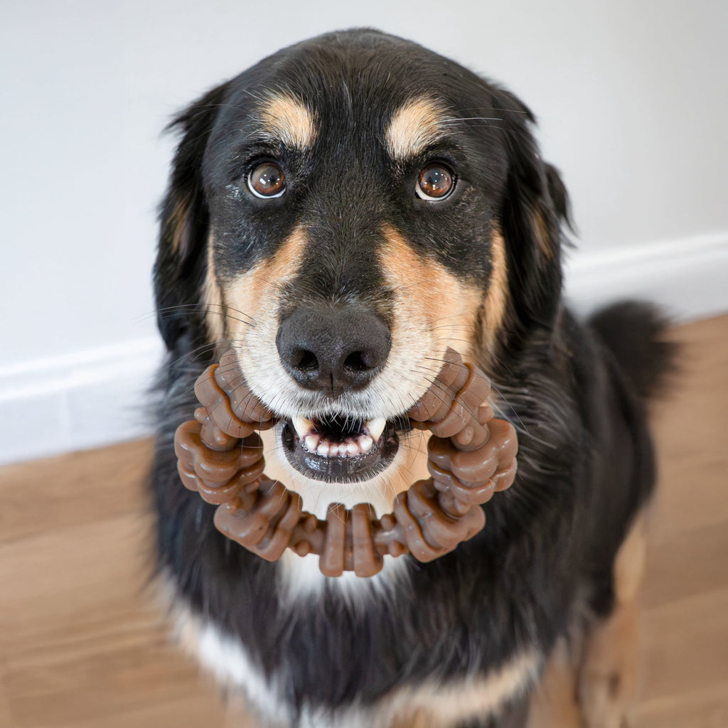 Nylabone Strong Chew Textured Ring Dog Toy, Dog Chew Toy Made with Real Beef & Chicken, X-Large
