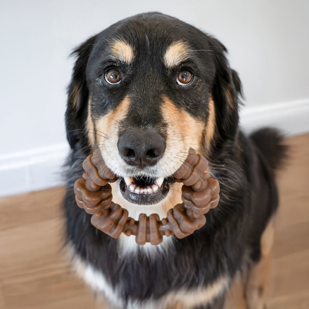 Nylabone Strong Chew Textured Ring Dog Toy, Dog Chew Toy Made with Real Beef & Chicken, X-Large