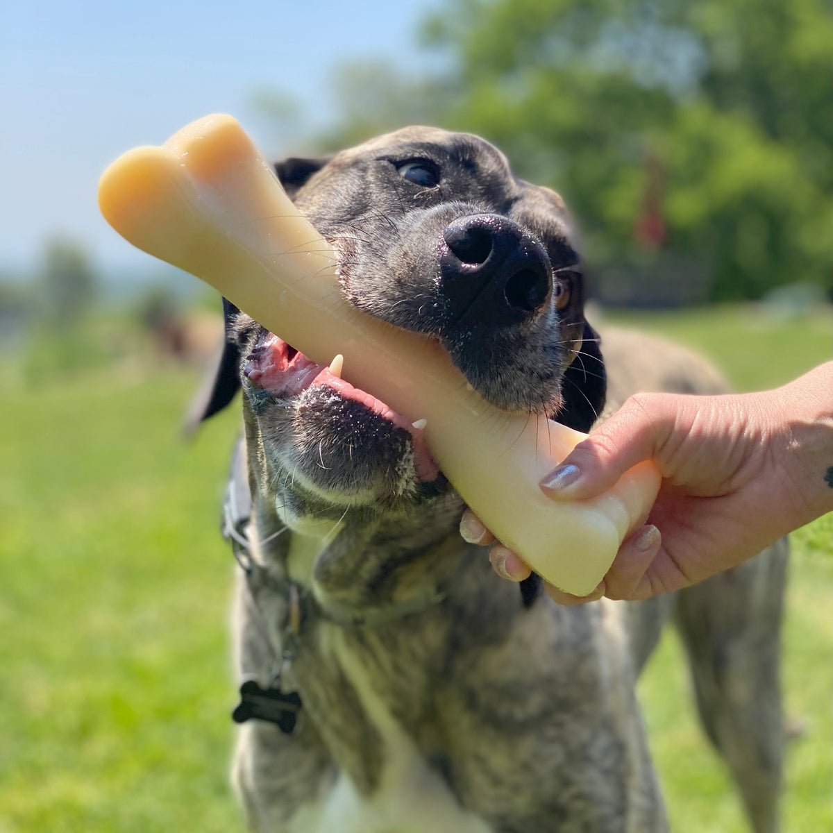 Nylabone Power Chew Monster Bone Dog Toy, Dog Chew Toy, Chicken Flavor, XX-Large, 1 Count