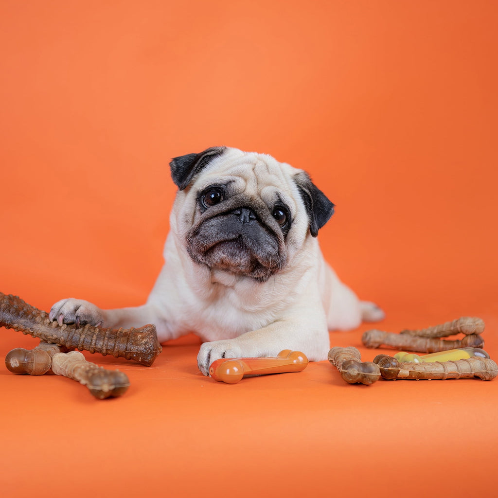 Nylabone Healthy Edibles Natural Dog Treats, Long Lasting Dog Bones, Bacon Flavor Dog Treats, For X-Small Dogs (8 Count)