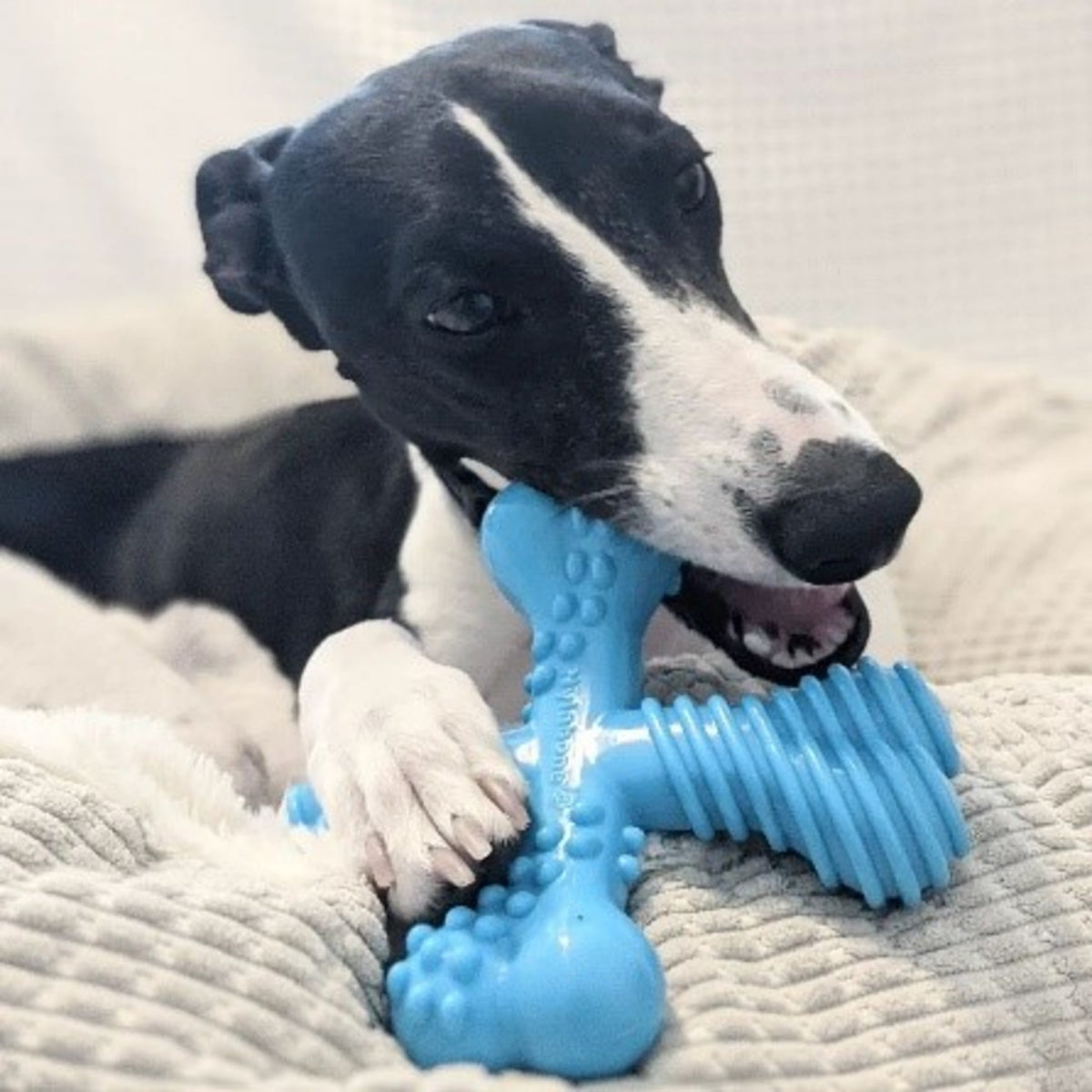 Nylabone Power Chew Comfort Hold X Bone Dog Toy, Dog Chew Toy, Beef Flavor, Small, 1 Count
