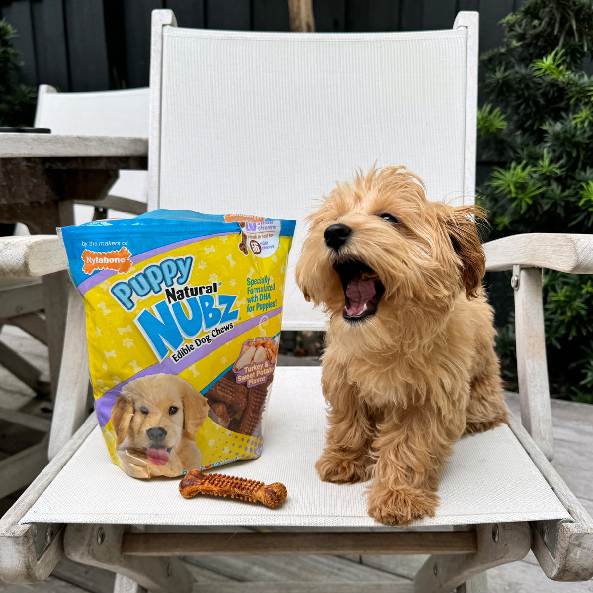 Nylabone Nubz Natural Puppy Treats for Small Dogs, Turkey & Sweet Potato Flavor Dog Treats, Small - Up to 30 lbs., 16 Count