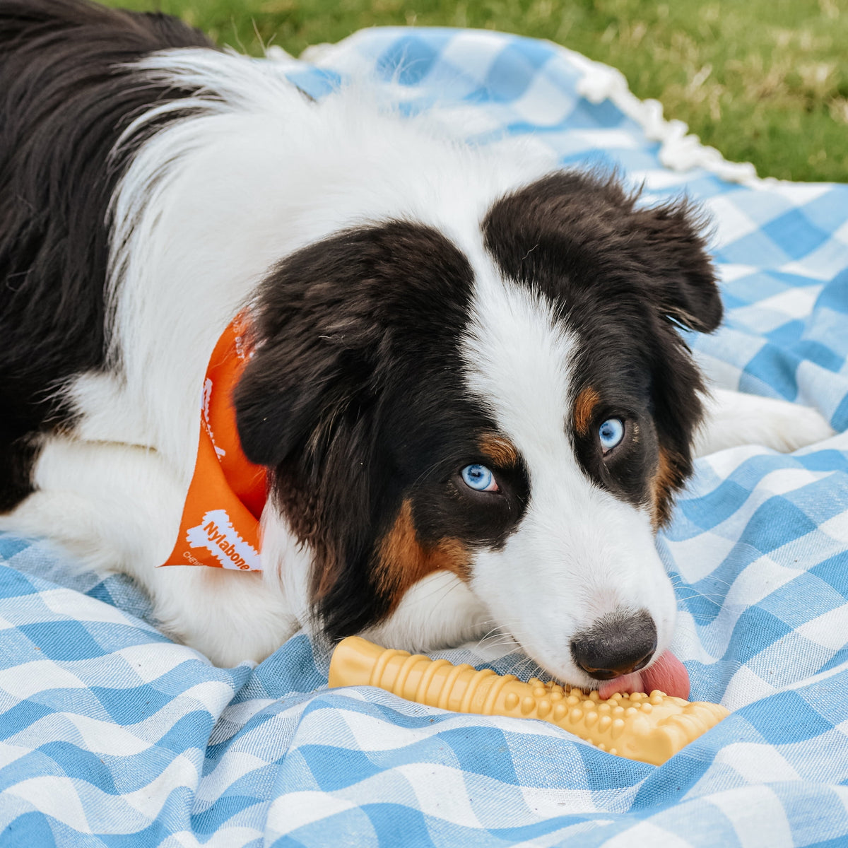 Nylabone Power Chew Textured Knuckle Bone Dog Toy, Dog Chew Toy, Chicken Flavor, X-Large, 1 Count