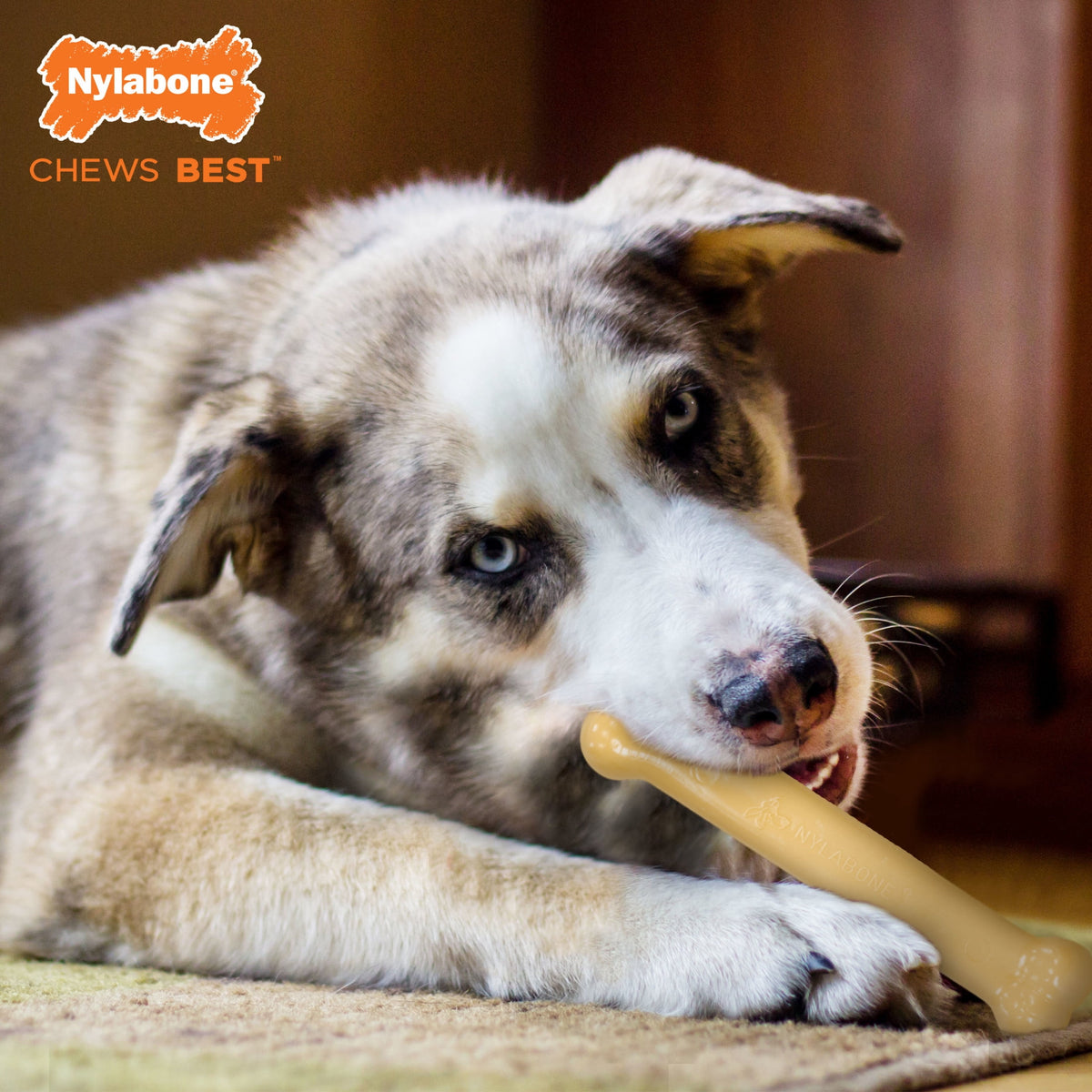 Nylabone Power Chew Original Bone Dog Toy, Dog Chew Toy, Original Flavor, Large, 1 Count