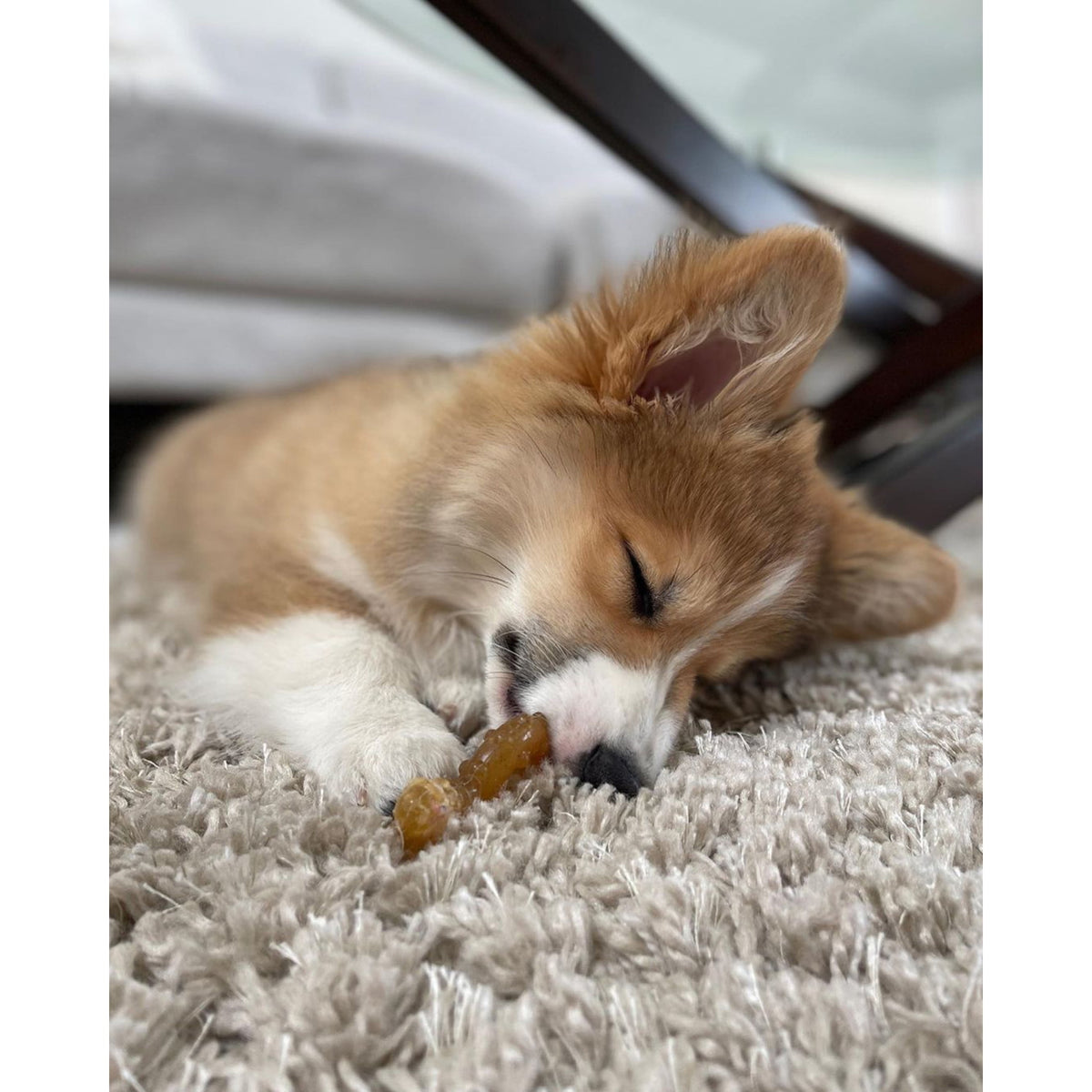 Nylabone Puppy Chew Ring Bone Dog Toy, Dog Chew Toy, Chicken Flavor, Medium, 1 Count