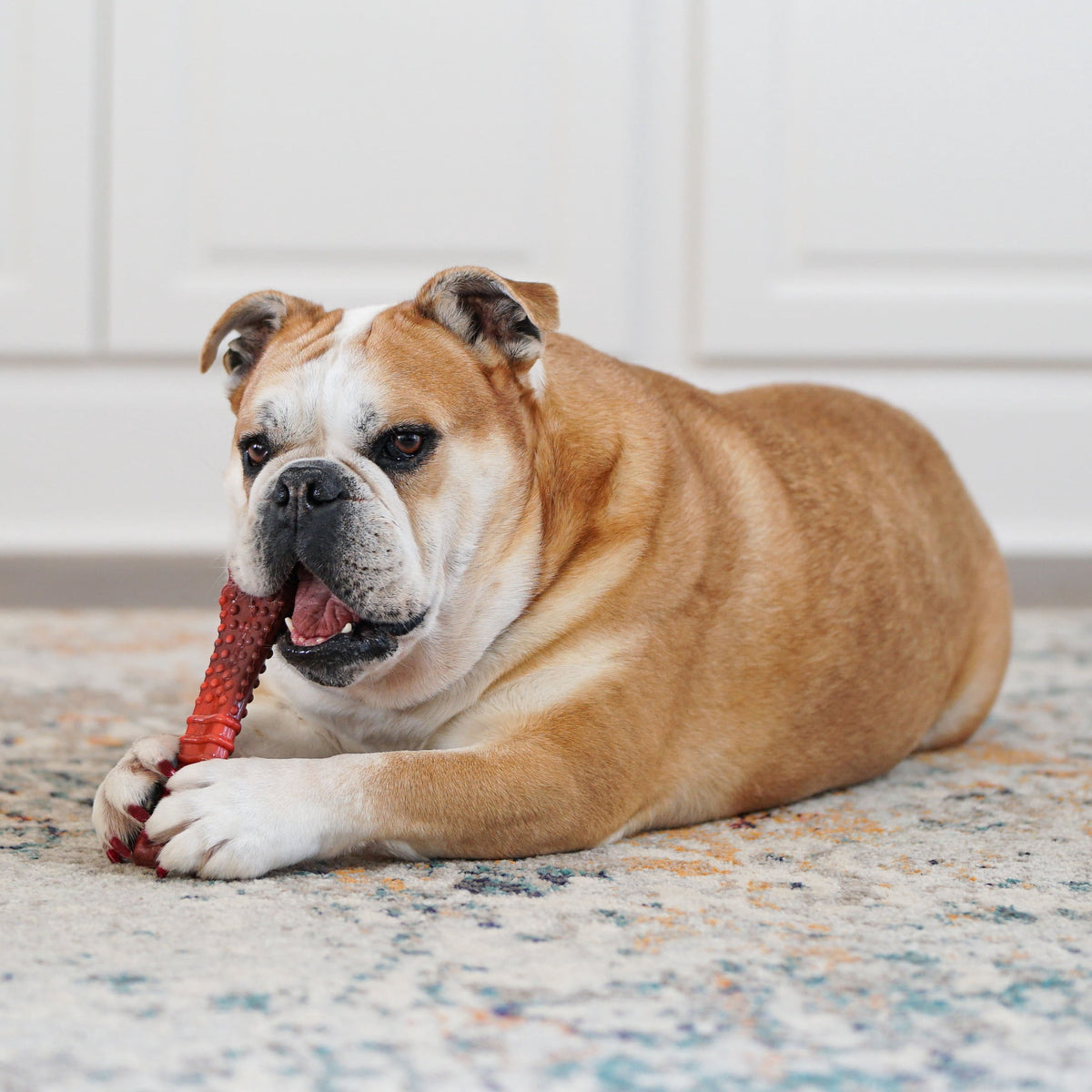 Nylabone Power Chew Textured Knuckle Bone Dog Toy, Dog Chew Toy, Chicken Flavor, X-Large, 1 Count