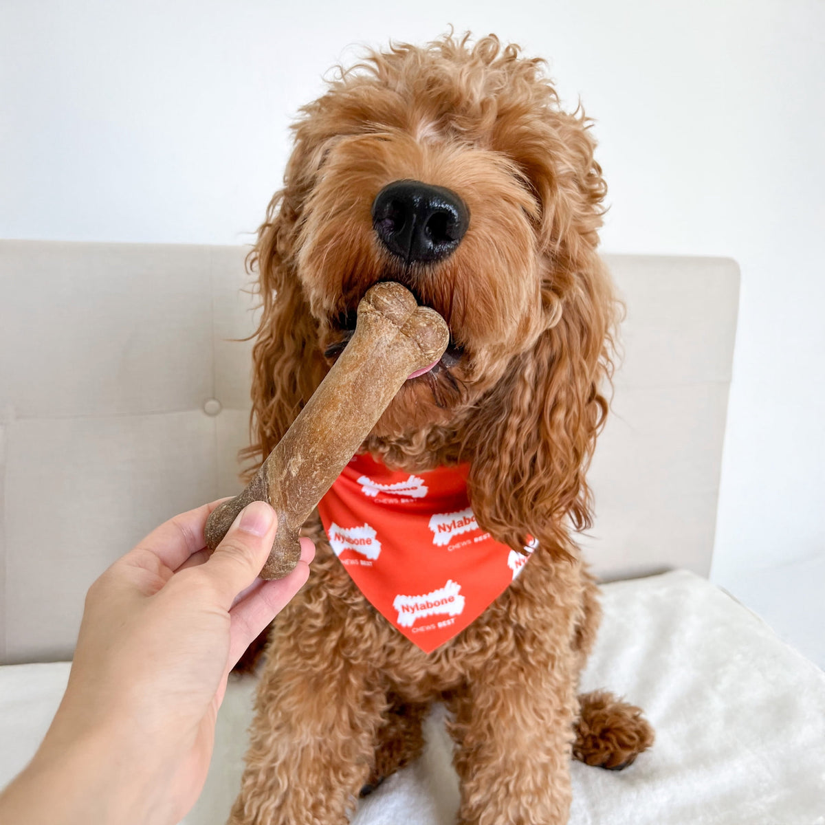 Nylabone Healthy Edibles Natural Dog Treats, Long Lasting Dog Bones, Bacon Flavor Dog Treats, For Medium Dogs (2 Count)