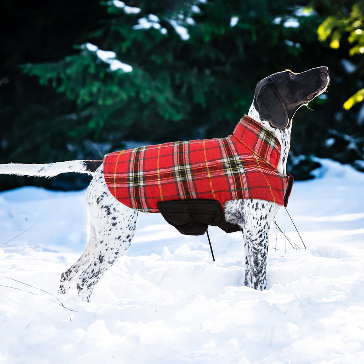 Kuoser Reversible Dog Coat Adjustable British Style Plaid Pet Jacket, Waterproof and Windproof, Blue, M