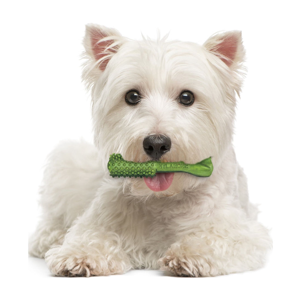 Nylabone Nutri Dent Natural Dental Chews for Dogs, Limited Ingredient Dog Treats, Teeth Cleaning Dental Sticks for Dogs, Fresh Breath Flavor, For Small Dogs (64 Count)