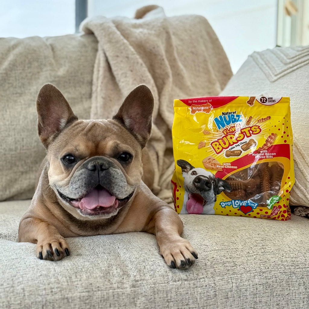 Nylabone Nubz Flavor Bursts Natural Dog Treats for Small Dogs, Bacon & Cheese Flavor Dog Bones, Small - Up to 30 lbs., 36 Count