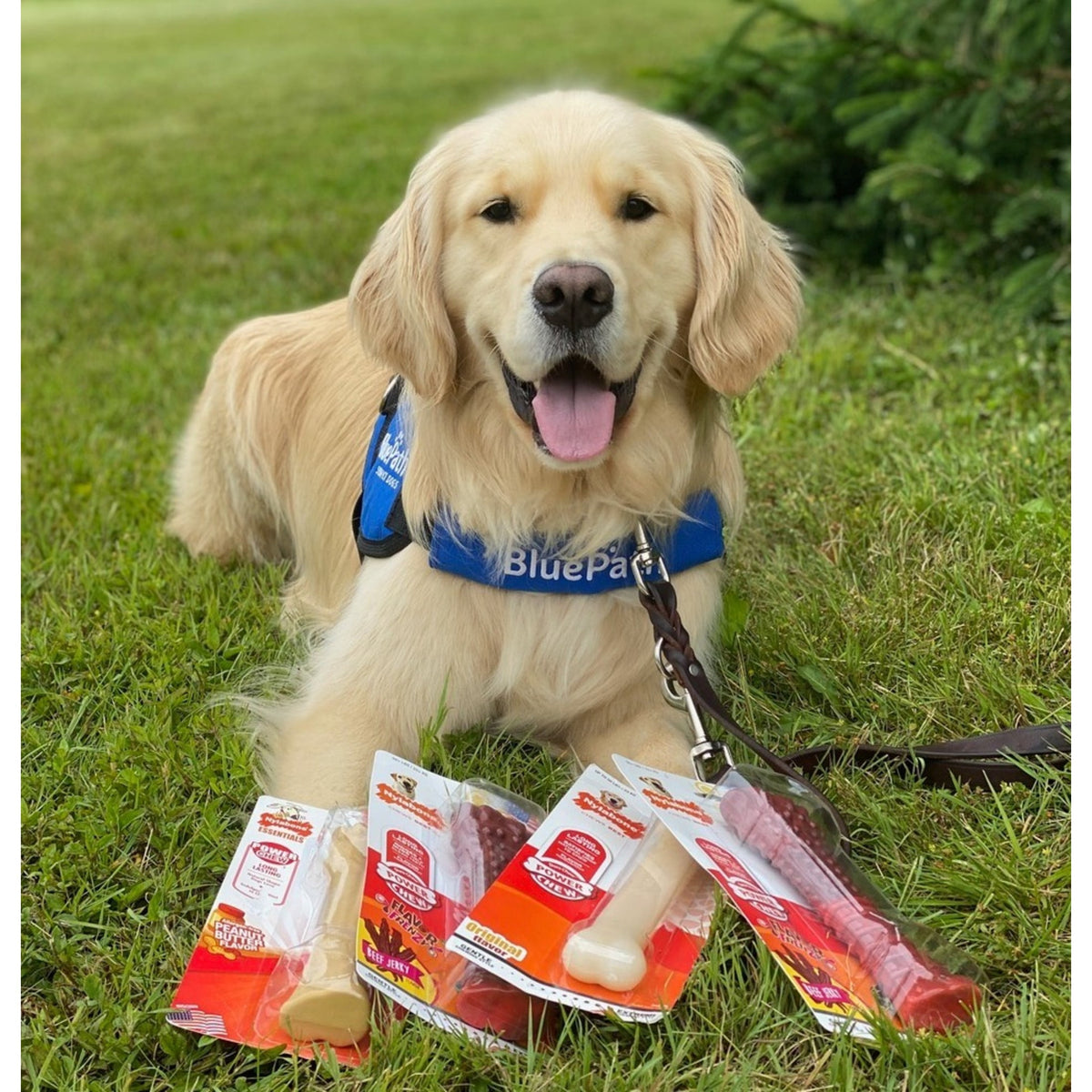 Nylabone Power Chew Original Bone Dog Toy, Dog Chew Toy, Original Flavor, Large, 1 Count