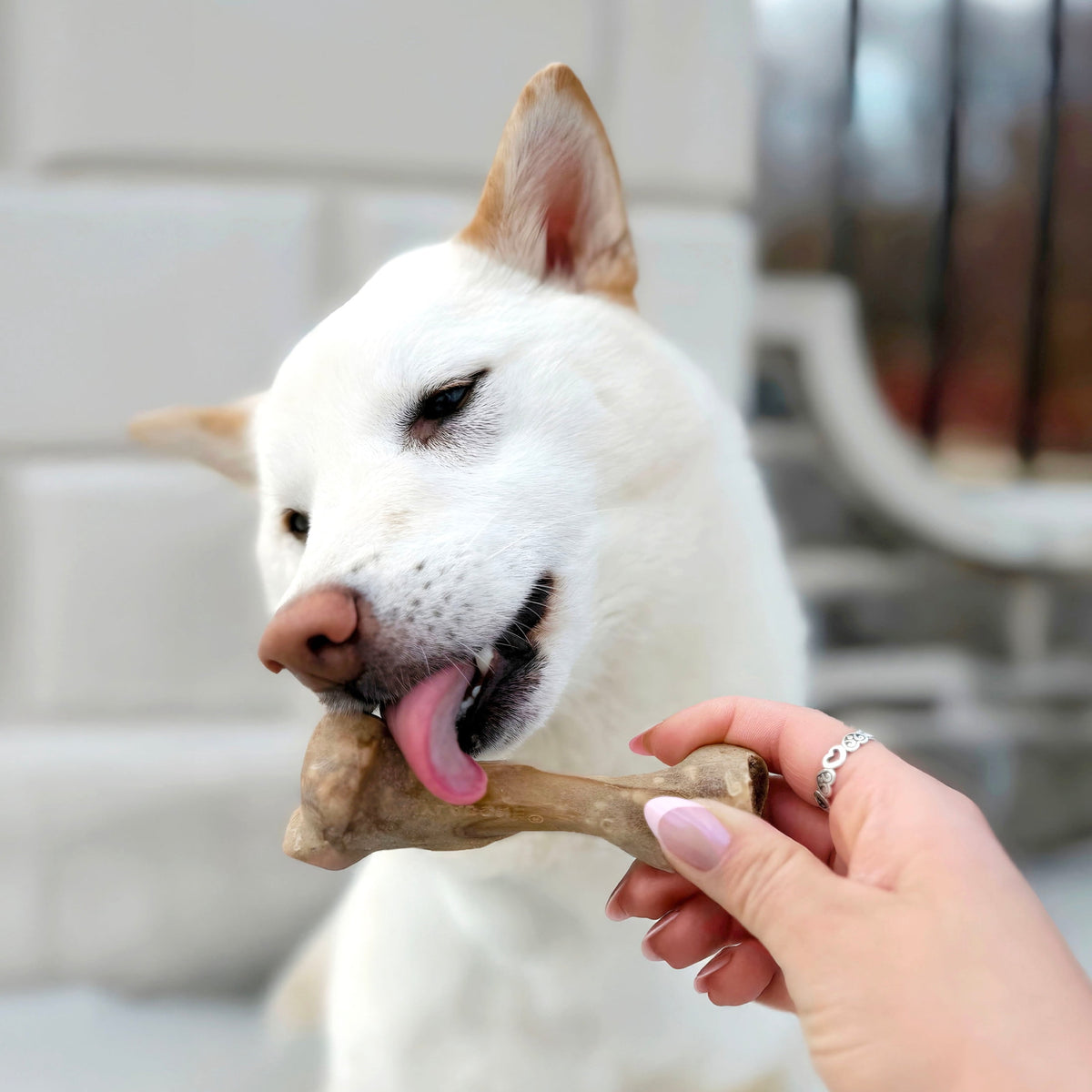 Nylabone Broth Bones Natural Dog Treats for Dogs, Bone Broth Dog Bones, Ham Flavor, For Large Dogs (1 Count)