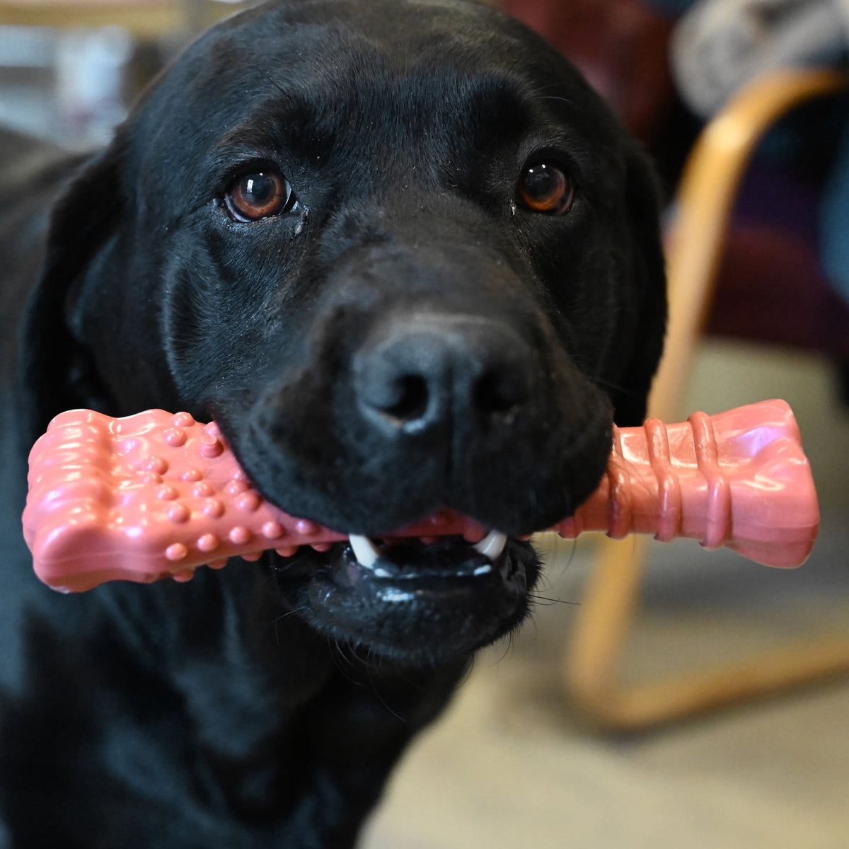 Nylabone Power Chew Textured Knuckle Bone Dog Toy, Dog Chew Toy, Chicken Flavor, X-Large, 1 Count
