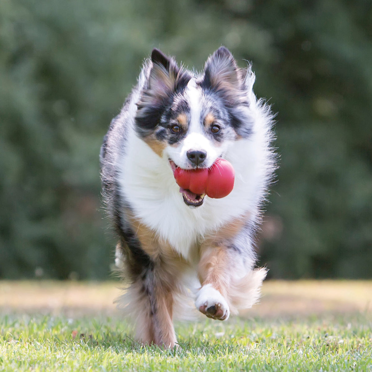 KONG® Classic Rubber Dog Toy for Average Chewers, Large, for Dogs Between 30-65 lbs