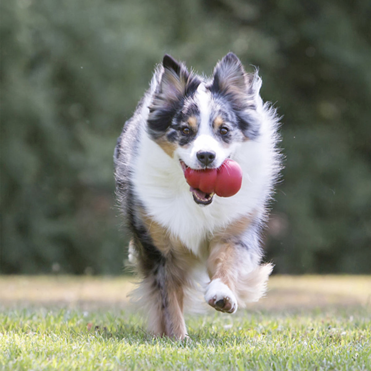 KONG® Classic Rubber Dog Toy for Average Chewers, Large, for Dogs Between 30-65 lbs