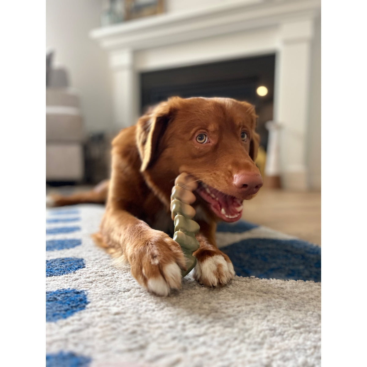 Nylabone Power Chew Gator Tail Alternative Dog Chew Toy Chicken Large (1 Count)
