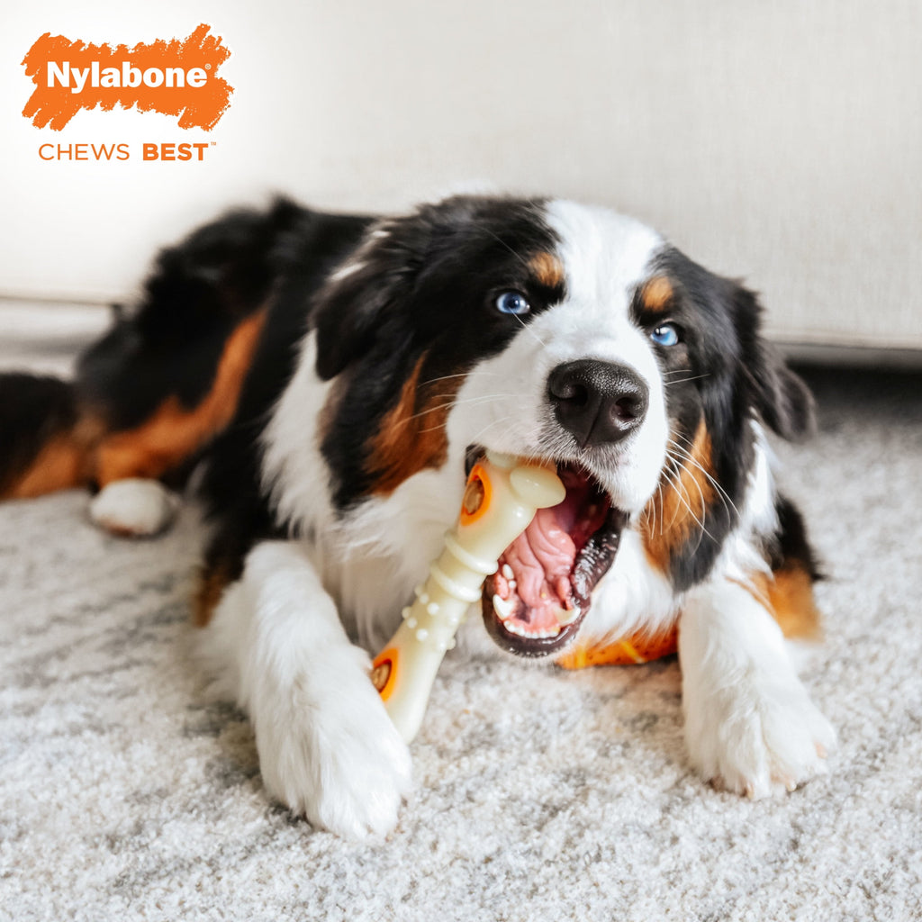 Nylabone Pop-In Treat Toy Dog Treat Refills, Natural Dog Biscuits, Chicken Flavor, 30 Count