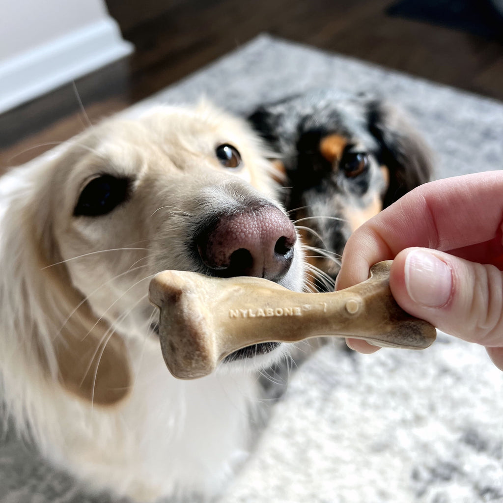 Nylabone Broth Bones Natural Dog Treats for Dogs, Bone Broth Dog Bones, Ham Flavor, For Large Dogs (1 Count)